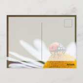 かわいい小さなてんとう虫のラッキー ポストカード (裏面)