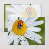 かわいい小さなてんとう虫のラッキー ポストカード (正面/裏面)