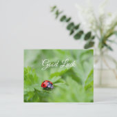 かわいい小さなてんとう虫のラッキー ポストカード (スタンド正面)