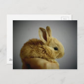 かわいい小さなウサギの手 ポストカード (正面/裏面)