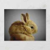 かわいい小さなウサギの手 ポストカード (正面)