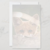 かわいい小さなオレンジ色のキツネ (正面)