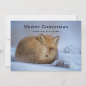 かわいい小さなキツネが冬の写真のクリスマスを丸めた シーズンカード (正面)