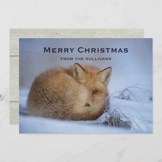 かわいい小さなキツネが冬の写真のクリスマスを丸めた シーズンカード (正面/裏面)