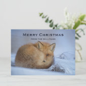 かわいい小さなキツネが冬の写真のクリスマスを丸めた シーズンカード (スタンド正面)