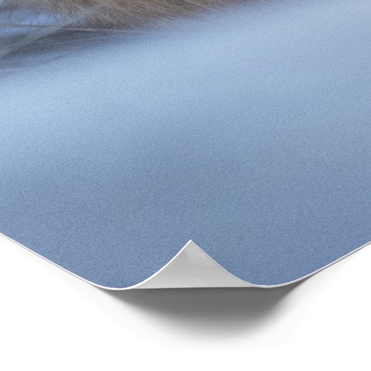 かわいい小さなキツネが冬の写真を丸めた ポスター (角)