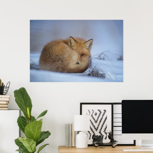かわいい小さなキツネが冬の写真を丸めた ポスター (ホームオフィス)