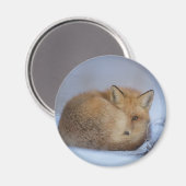 かわいい小さなキツネが冬の写真を丸めた マグネット (正面/裏面)