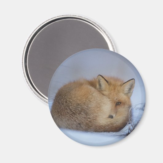 かわいい小さなキツネが冬の写真を丸めた マグネット (正面/裏面)