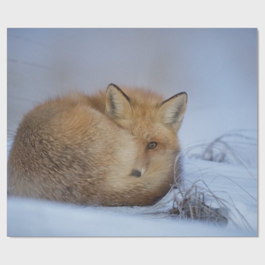 かわいい小さなキツネが冬の写真を丸めた ラッピングペーパー (フラット)