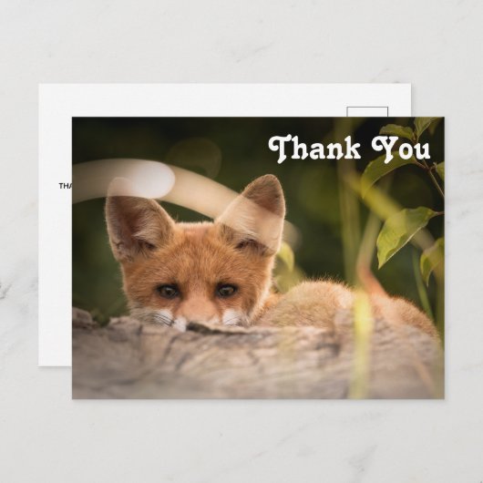 かわいい小さなキツネの写真 ポストカード (正面/裏面)