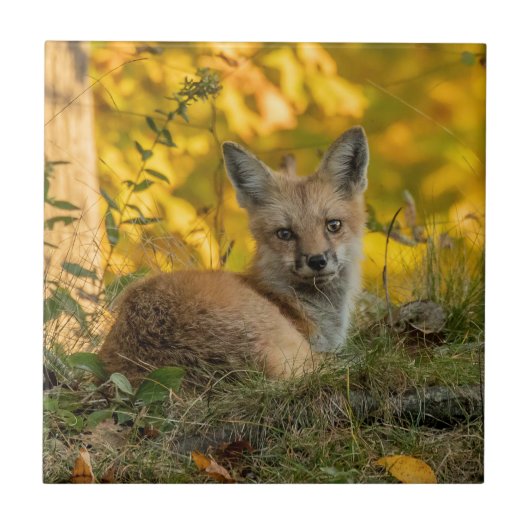 かわいい小さなキツネセラミックタイル タイル (正面)