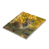 かわいい小さなキツネセラミックタイル タイル (側面)