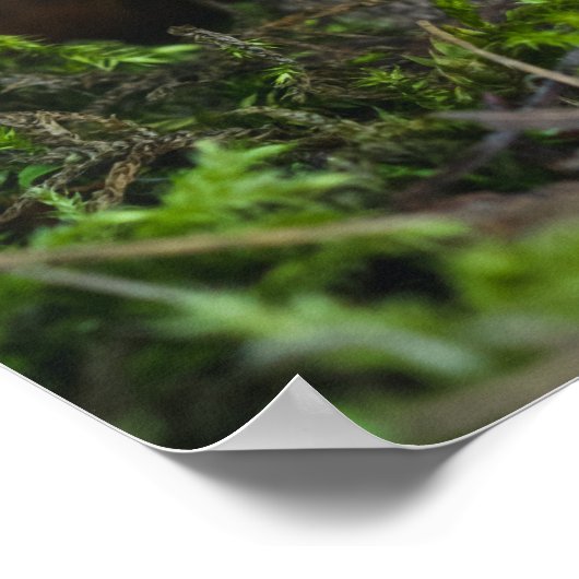 かわいい小さなキノコ ポスター (角)