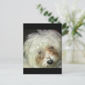 かわいい小さなキャスパー ポストカード (スタンド正面)