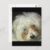 かわいい小さなキャスパー ポストカード (正面/裏面)