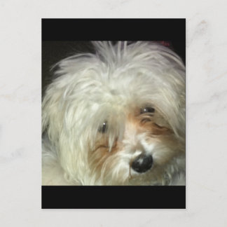 かわいい小さなキャスパー ポストカード