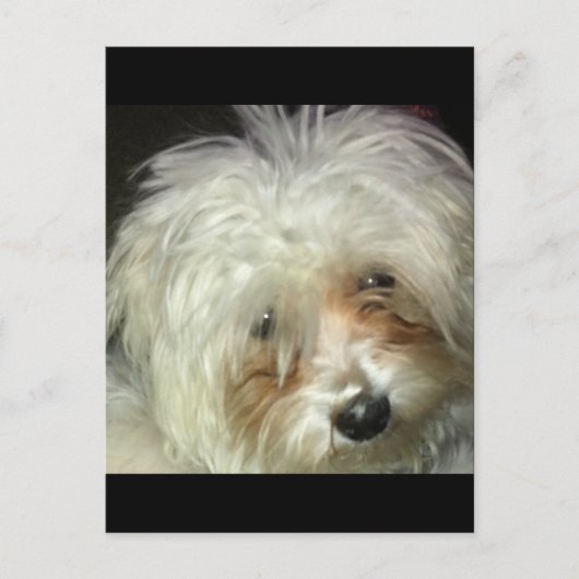 かわいい小さなキャスパー ポストカード (正面)