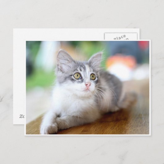 かわいい小さなグレーと白い子猫はがき ポストカード (正面/裏面)