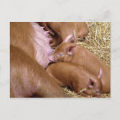 かわいい小さなタムワース豚 – ピッグ写真 ポストカード (正面)