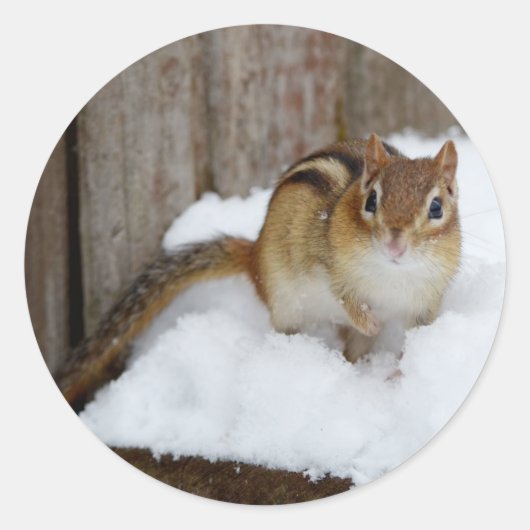 かわいい小さなチムンクの雪 ラウンドシール (正面)