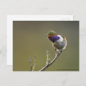 かわいい小さなハチドリの自己冒涜のフラムラ ポストカード (正面/裏面)