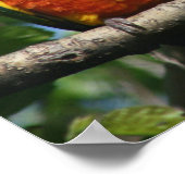 かわいい小さなパロットのスナグリングポスター ポスター (角)