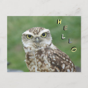 かわいい小さなフクロウHELLOポストカード ポストカード