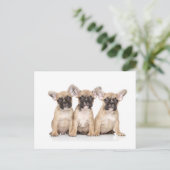 かわいい小さなフランスのブルドッグ ポストカード (スタンド正面)