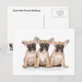 かわいい小さなフランスのブルドッグ ポストカード (正面/裏面)