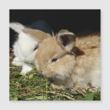 かわいい小さなフワフワのバンニー