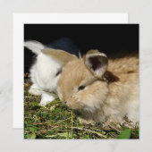 かわいい小さなフワフワのバンニー (正面/裏面)