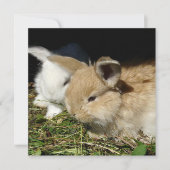 かわいい小さなフワフワのバンニー (正面)