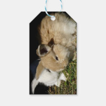 かわいい小さなフワフワのバンニー