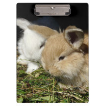 かわいい小さなフワフワのバンニー