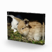 かわいい小さなフワフワのバンニー フォトブロック (右)