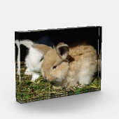 かわいい小さなフワフワのバンニー フォトブロック (左)