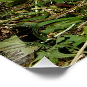 かわいい小さなフワフワのバンニー ポスター (コーナー)