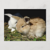かわいい小さなフワフワのバンニー ポストカード (正面)