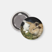 かわいい小さなフワフワのバンニー マグネット (正面/裏面)