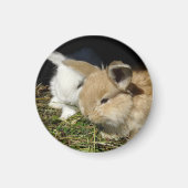 かわいい小さなフワフワのバンニー マグネット (正面)