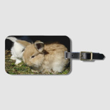 かわいい小さなフワフワのバンニー