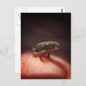 かわいい小さなベビーのヒキガエル ポストカード (正面/裏面)