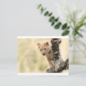 かわいい小さなライオンの可愛い範囲 ポストカード (スタンド正面)