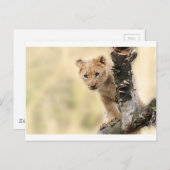 かわいい小さなライオンの可愛い範囲 ポストカード (正面/裏面)