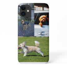 かわいい小さなワルキー犬