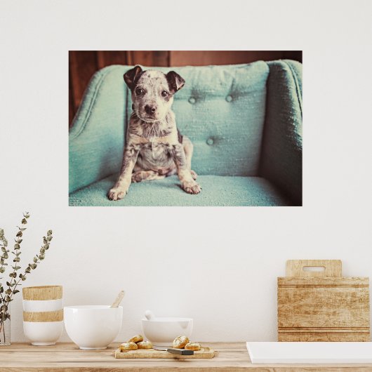 かわいい小さな子犬オンティール(緑がかった色)椅子 ポスター (キッチン)