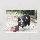 かわいい小さな子豚 – ファームライフ葉書 ポストカード (正面/裏面)