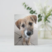 かわいい小さな悲しい犬 ポストカード (スタンド正面)