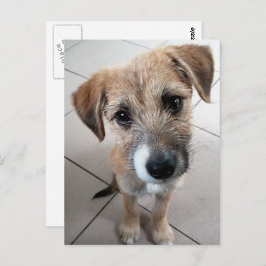 かわいい小さな悲しい犬 ポストカード (正面/裏面)